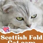 Scottish Fold Cat care: brushing, bathing and grooming tips