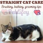 Scottish Straight Cat care: brushing, bathing, grooming tips