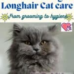 Scottish Straight Longhair Cat care: from grooming to hygiene