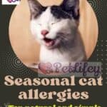 Seasonal cat allergies: ten natural and simple remedies for your cat