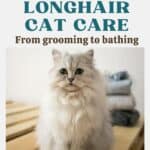 Selkirk Rex Longhair Cat care: from grooming to bathing