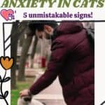 Separation-anxiety-in-cats-5-unmistakable-signs-1a
