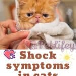 Shock symptoms in cats: here's what to watch out for