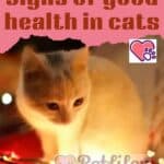 Signs-of-good-health-in-cats-1a