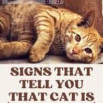 Signs that tell you that cat is in pain