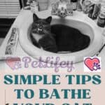 Simple-tips-to-bathe-your-cat-1a-1
