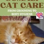 Somali Cat care: from grooming to body hygiene