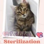 Sterilization of a male cat