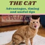 Sterilizing the cat: advantages, timing and useful tips