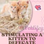 Stimulating-a-kitten-to-defecate-how-to-help-your-little-cat-get-rid-of-constipation-1a