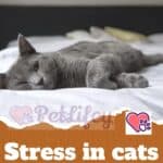 Stress-in-cats-11-signs-to-watch-out-for-1a