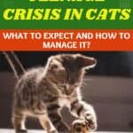 Teenage crisis in cats: what to expect and how to manage it?