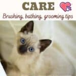 Thai cat care: brushing, bathing, grooming tips
