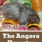 The Angora Hamster