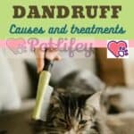 The-Cat-has-Dandruff-causes-and-treatments-1a