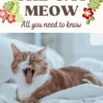 The-Cat-meow-all-you-need-to-know-1a