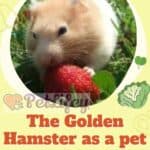 The-Golden-Hamster-as-a-pet-Characteristics-Habitat-Cage-Diet-Reproduction-1a