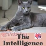 The-Intelligence-of-Cats-1a