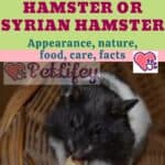 The Panda Hamster or Syrian Hamster: appearance, nature, food, care, facts