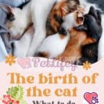 The birth of the cat: what to do before and after