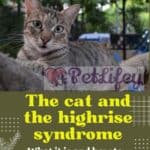 The cat and the highrise syndrome: what it is and how to avoid it for the cat