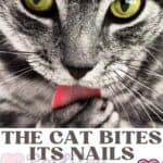 The cat bites its nails: why it does it and how to make it stop
