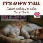 The cat bites its own tail: causes and how to solve this problem