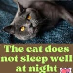 The cat does not sleep well at night: tips for a peaceful sleep