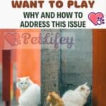 The cat does not want to play: why and how to address this issue