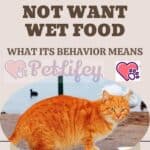 The cat does not want wet food: what its behavior means