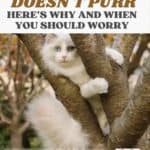 The cat doesn't purr - here's why and when you should worry