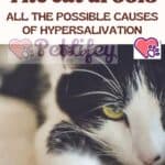 The-cat-drools-all-the-possible-causes-of-hypersalivation-1a