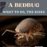 The cat eats a bedbug: what to do, the risks