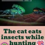 The cat eats insects while hunting: is it safe or harmful