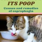 The-cat-eats-its-poop-causes-and-remedies-of-coprophagia-1a