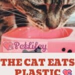The-cat-eats-plastic-why-it-does-it-and-how-we-can-help-1a
