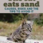 The-cat-eats-sand-causes-risks-and-the-tips-to-avoid-it-1a
