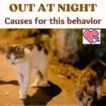 The cat goes out at night: causes for this behavior