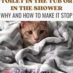 The cat goes to the toilet in the tub or in the shower: why and how to make it stop