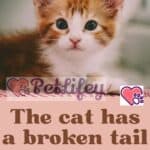 The cat has a broken tail: what to do