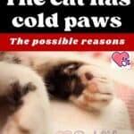 The cat has cold paws: the possible reasons