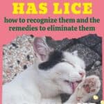 The-cat-has-lice-how-to-recognize-them-and-the-remedies-to-eliminate-them-1a