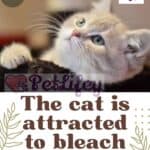 The cat is attracted to bleach: reasons and what to do if he drinks it