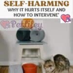 The cat is self-harming: why it hurts itself and how to intervene'