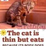 The cat is thin but eats: because its body does not assimilate the food