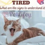 The cat is tired: what are the signs to understand it