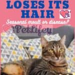 The cat loses its hair: seasonal moult or disease?