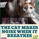 The-cat-makes-noise-when-it-breathes-possible-causes-and-remedies-1a