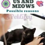 The cat sees us and meows: possible reasons