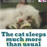 The cat sleeps much more than usual: the possible reasons and when to worry